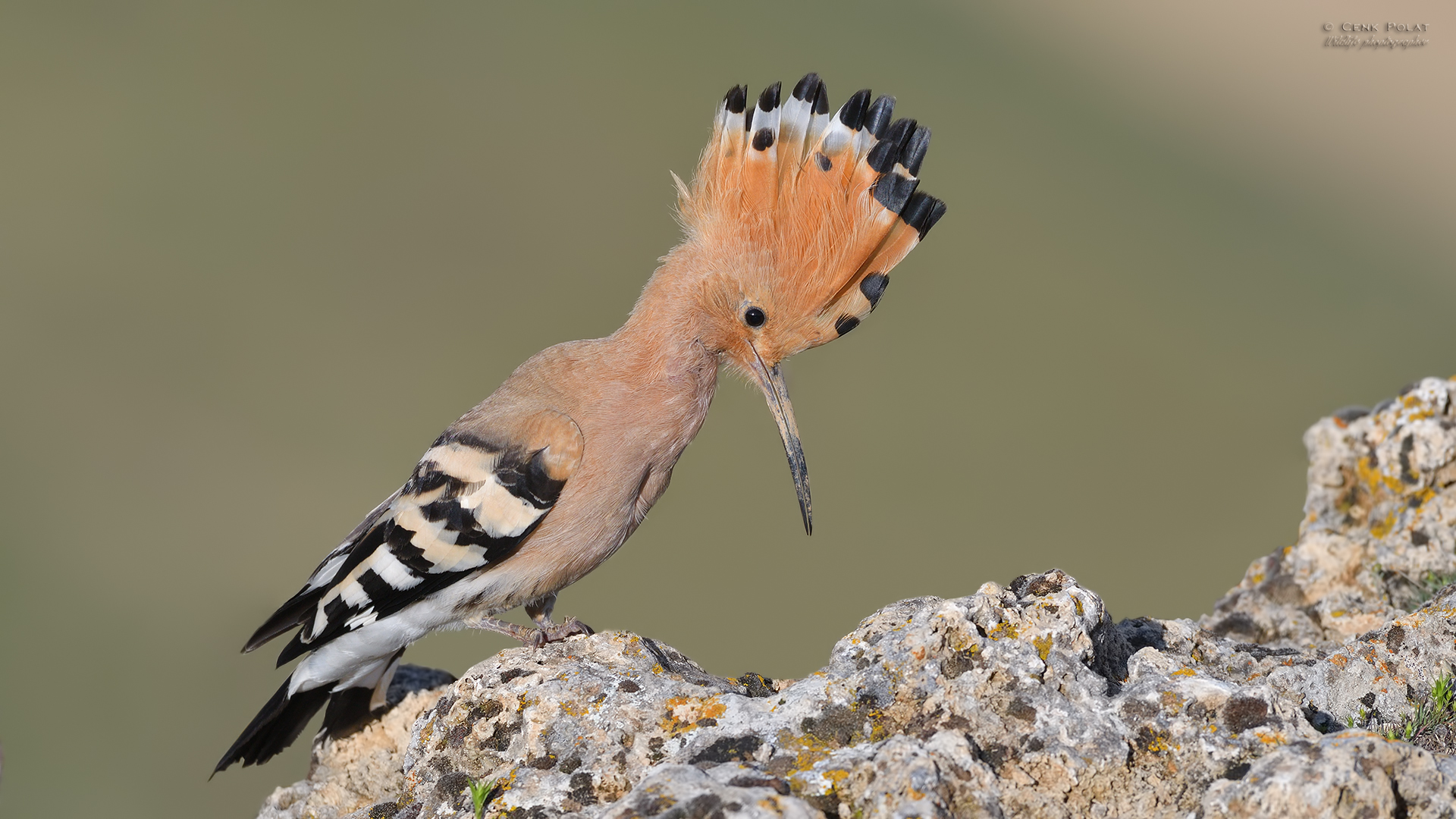 Eurasian Hoopoe